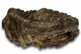 Woolly Mammoth Lower M Molar - North Sea Deposits #298458-3